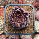 Echeveria 'Nomad' 2" Succulent Plant Cutting