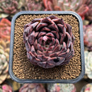 Echeveria 'Nomad' 2" Succulent Plant Cutting
