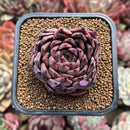 Echeveria 'Nomad' 2" Succulent Plant Cutting