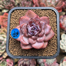 Echeveria 'Odette' 2" Succulent Plant Cutting