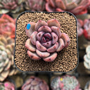 Echeveria 'Odette' 2" Succulent Plant Cutting