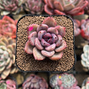 Echeveria 'Odette' 2" Succulent Plant Cutting