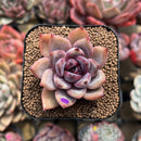 Echeveria 'Odette' 2" Succulent Plant Cutting