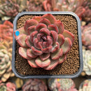 Echeveria Agavoides 'Serie' 2" Succulent Plant Cutting