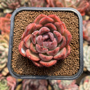 Echeveria Agavoides 'Serie' 2" Succulent Plant Cutting