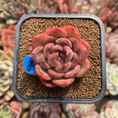 Echeveria Agavoides 'Serie' 2" Succulent Plant Cutting