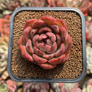 Echeveria Agavoides 'Serie' 2" Succulent Plant Cutting