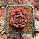 Echeveria Agavoides 'Serie' 2" Succulent Plant Cutting