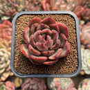 Echeveria Agavoides 'Serie' 2" Succulent Plant Cutting