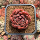 Echeveria Agavoides 'Serie' 2" Succulent Plant Cutting