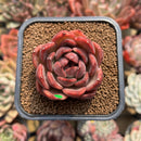 Echeveria Agavoides 'Serie' 2" Succulent Plant Cutting