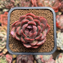 Echeveria Agavoides 'Serie' 2" Succulent Plant Cutting