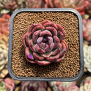 Echeveria Agavoides 'Serie' 2" Succulent Plant Cutting