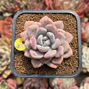 Echeveria 'Amore Fati' 2" Succulent Plant Cutting