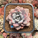 Echeveria 'Amore Fati' 2" Succulent Plant Cutting