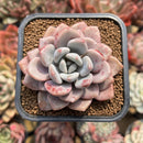 Echeveria 'Amore Fati' 2" Succulent Plant Cutting