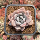 Echeveria 'Amore Fati' 2" Succulent Plant Cutting