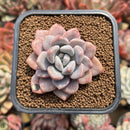 Echeveria 'Amore Fati' 2" Succulent Plant Cutting