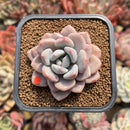 Echeveria 'Amore Fati' 2" Succulent Plant Cutting