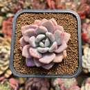 Echeveria 'Amore Fati' 2" Succulent Plant Cutting