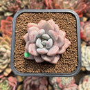 Echeveria 'Amore Fati' 2" Succulent Plant Cutting