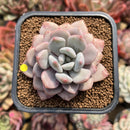 Echeveria 'Amore Fati' 2" Succulent Plant Cutting