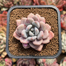 Echeveria 'Amore Fati' 2" Succulent Plant Cutting