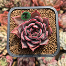 Echeveria 'Bouquet' 2" Succulent Plant Cutting