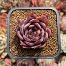 Echeveria 'Bouquet' 2" Succulent Plant Cutting
