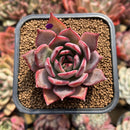 Echeveria 'Bouquet' 2" Succulent Plant Cutting
