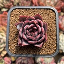 Echeveria 'Bouquet' 2" Succulent Plant Cutting