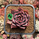 Echeveria 'Bouquet' 2" Succulent Plant Cutting