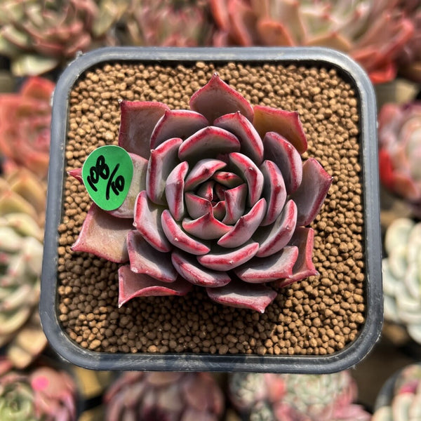 Echeveria 'Bouquet' 2