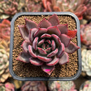 Echeveria 'Bouquet' 2" Succulent Plant Cutting