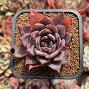 Echeveria 'Bouquet' 2" Succulent Plant Cutting