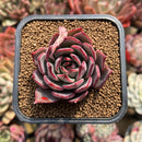 Echeveria 'Bouquet' 2" Succulent Plant Cutting