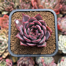 Echeveria 'Bouquet' 2" Succulent Plant Cutting