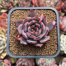 Echeveria 'Bouquet' 2" Succulent Plant Cutting