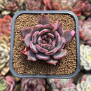 Echeveria 'Bouquet' 2" Succulent Plant Cutting