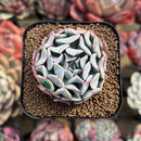 Echeveria 'Fly to the Sky' 2" Succulent Plant Cutting