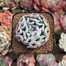 Echeveria 'Fly to the Sky' 2" Succulent Plant Cutting