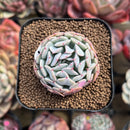 Echeveria 'Fly to the Sky' 2" Succulent Plant Cutting