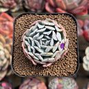Echeveria 'Fly to the Sky' 2" Succulent Plant Cutting