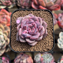 Echeveria 'Cindy' Seed-grown 2" Succulent Plant Cutting