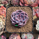 Echeveria 'Cindy' Seed-grown 2" Succulent Plant Cutting