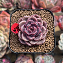 Echeveria 'Cindy' Seed-grown 2" Succulent Plant Cutting