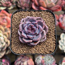 Echeveria 'Cindy' Seed-grown 2" Succulent Plant Cutting