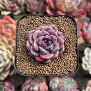 Echeveria 'Cindy' Seed-grown 2" Succulent Plant Cutting