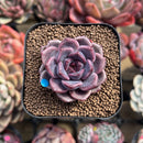 Echeveria 'Cindy' Seed-grown 2" Succulent Plant Cutting