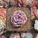 Echeveria 'Cindy' Seed-grown 2" Succulent Plant Cutting